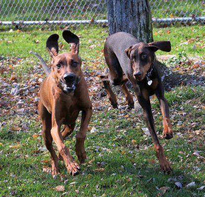 Bo (on right) and a new friend