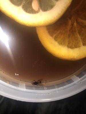 BIG FLY  floating in uptown tea