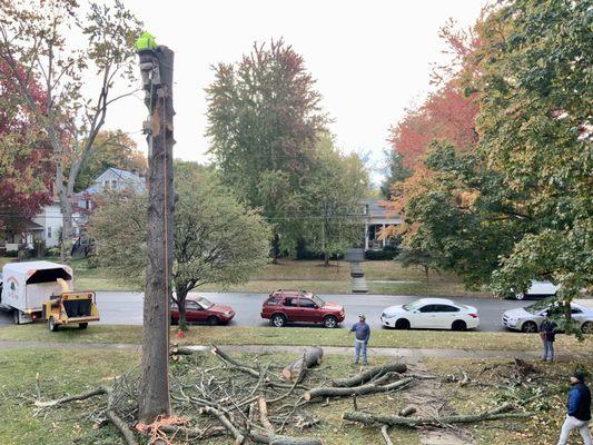 Genesis Tree Service