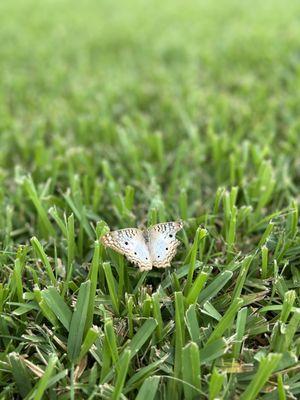 White Peacock Butterfly