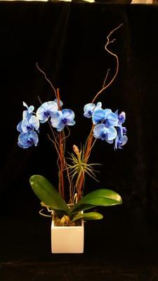 Blue Orchids