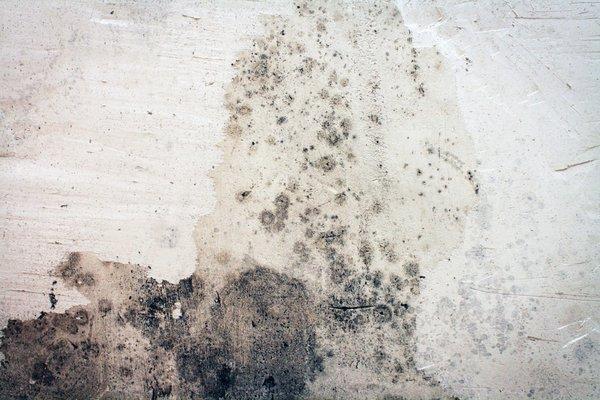 Mold and fungus remediation Bloomington, Indiana Yes Pest Pros