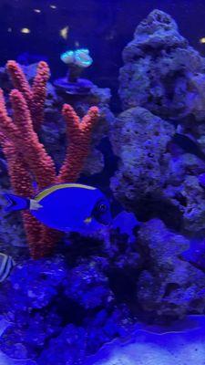 Powder Blue Tang and Red Branch Sponge