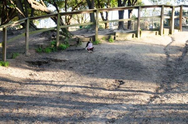 luna exploring the park!