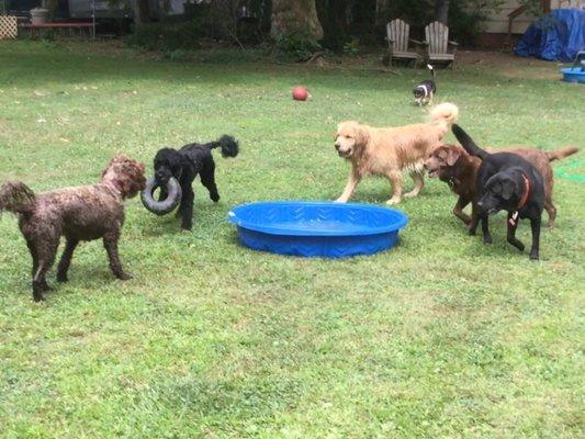 Abby, Leila, Rico, Nellie, Maggie & Dugout playing in the yard