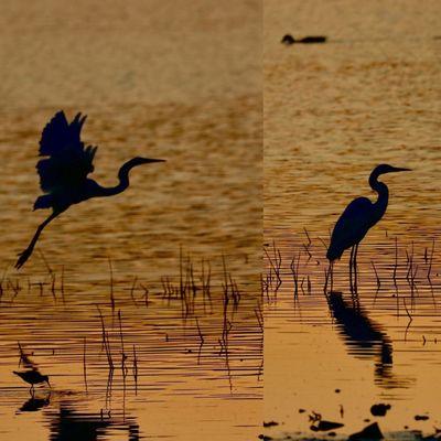 Egret at sunset