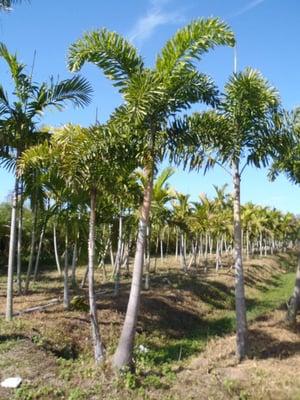 Come check out our variety of nursery and landscaping trees!
9779 W. Atlantic Ave.
Delray Beach, FL 33446