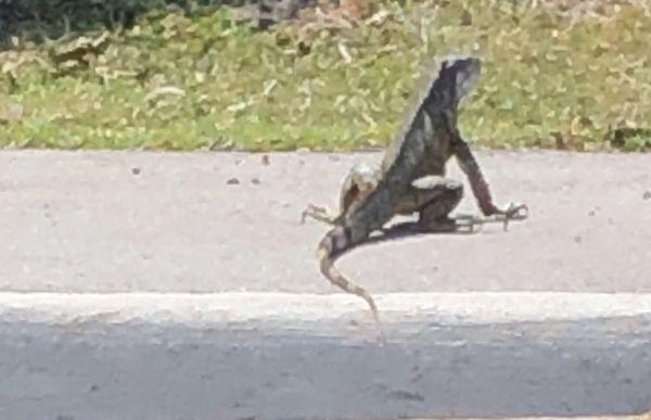 Boca Raton iguana crossing street to get to canal