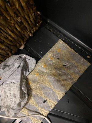 Rat excrement found inside my belongings, a bin of clothes