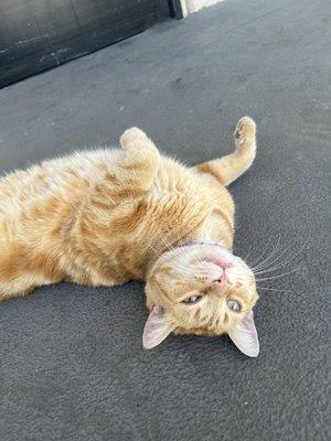 Paul, the shop cat.