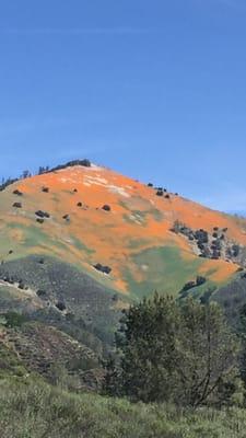 Grass mountain covered in poppies. What a beautiful sight