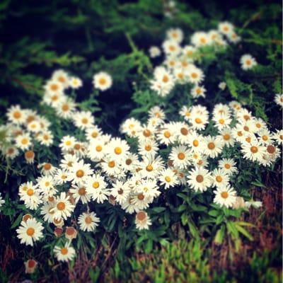 Daisies outside.