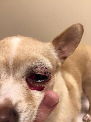 Severe subconjunctival hemorrhage caused by strangulation! Thanks Dirty Paws Dog Wash!