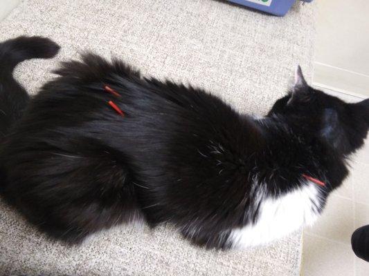 Kitty acupuncture!