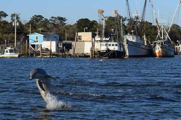 Dolphins and shrimp boats on a Coastal Eco Tour.