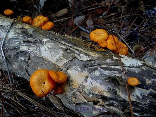 Orange Mushroom (Gymnopilus Hybridus).