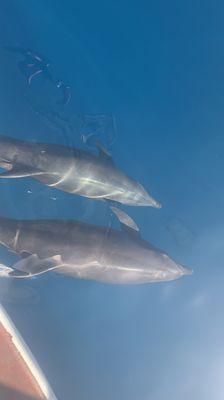 Dolphins on our La Paz, MX trip!!