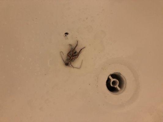 Some roach control. Taking a shower you might get a visitor