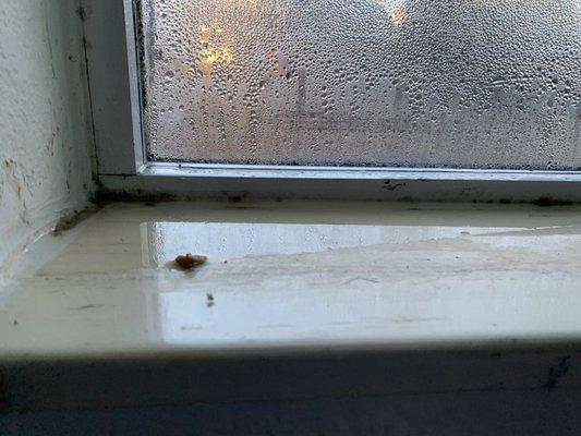 Standing water in one of my windows