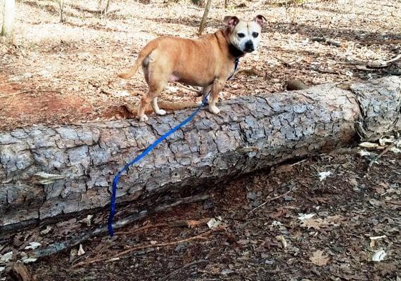 Bella placed on a downed tree at the park in Charlotte, NC.