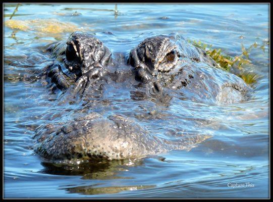 Gator seen by T.Gilmore aka "Capture_This" amateur Photographer.