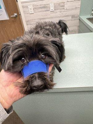 Eddie with his muzzle lol. He was a little scared nervous and or snappy thats why he got muzzled lol. Thanks again to all.