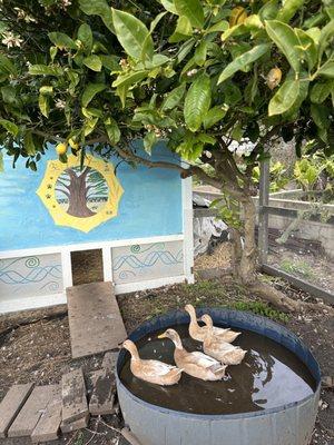 Ducks on the property with the garden