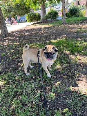 Roscoe loves Woodbridge Park