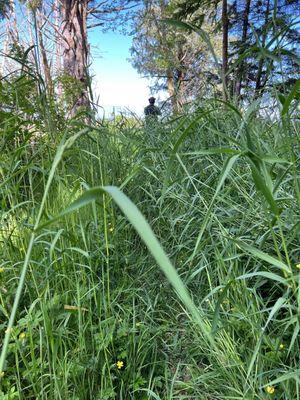 Willapa Natl Wildlife Refuge - overgrown end of Porter Loop