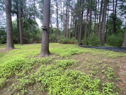 Half of the area they put loam, covered in an invasive non-native weed