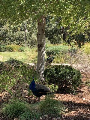 Peacocks right next to the car; again no zooming