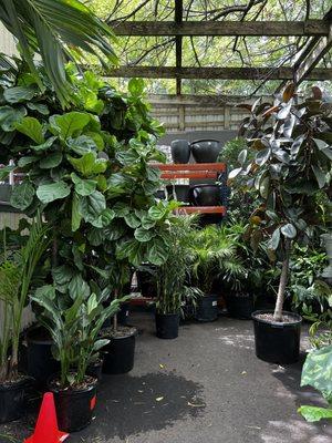 Fiddle leaf, rubber plant