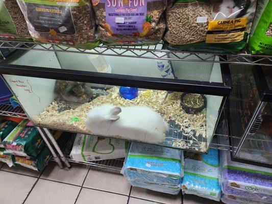 Illegally selling rabbits. Improperly keeping them in a fish tank. Wood shavings are horrible for rabbits. There is no hay!