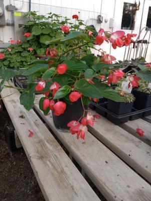 Dragon wing begonia