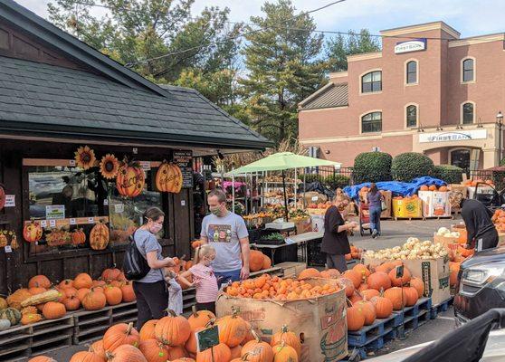 Pumpkins everywhere