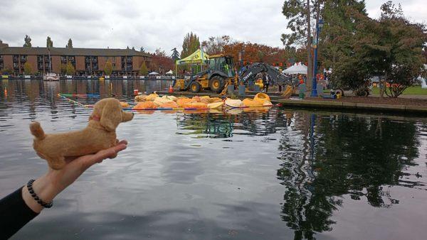 West Coast Giant Pumpkin Regatta.