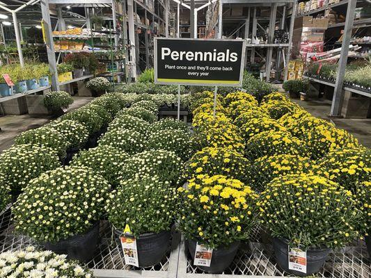 perennials