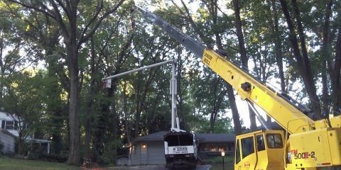 Tree Removal