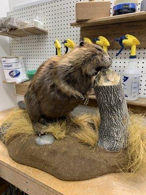 Beaver mount