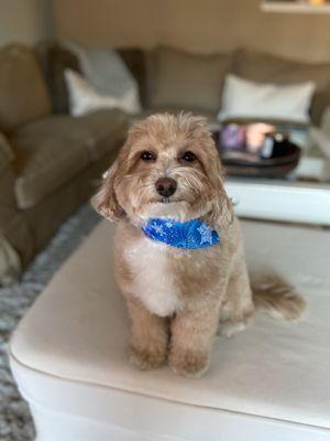 Super cute bandana with Tanqs full service grooming!