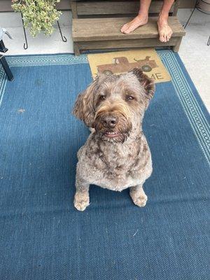 Golden doodle groomer