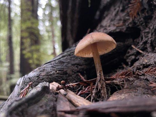 Armstrong Redwoods State Natural Reserve