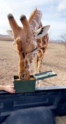 Feeding giraffes