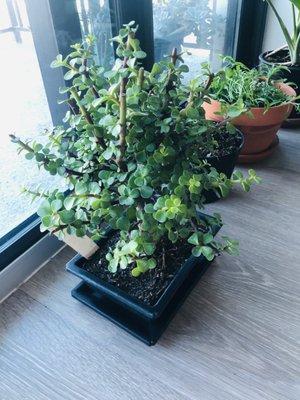 The cork bark jade bonsai we bought