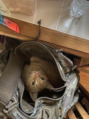 Bit belongs  to one of the Cat Hospital employees and he loves curling up in bags!