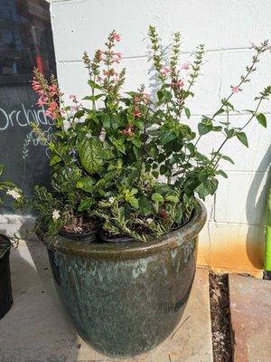 We can help you create a beautiful planter featuring native plants!