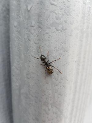 Carpenter Ant