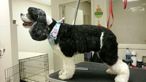 This is a cocker spaniel with a pet trim.