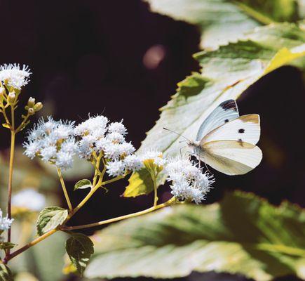 Cabbage white butterfly on the trail somewhere.