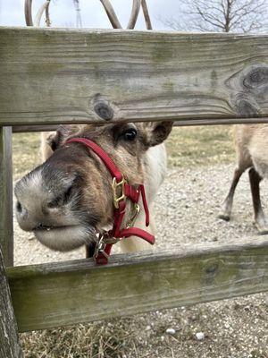 Reindeer of the female persuasion